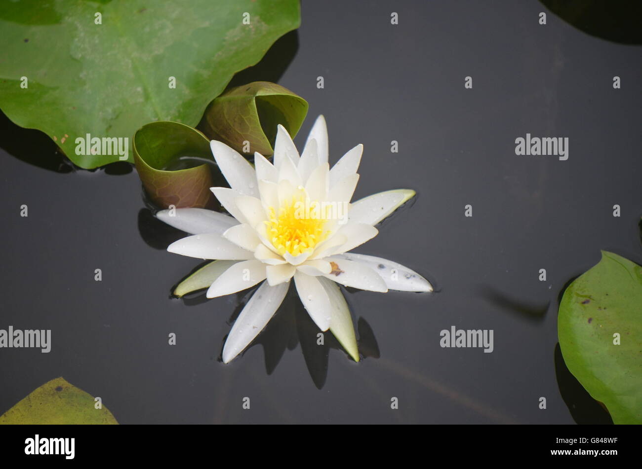 Water Lilly mit Lilly Pads im Pool Stockfoto