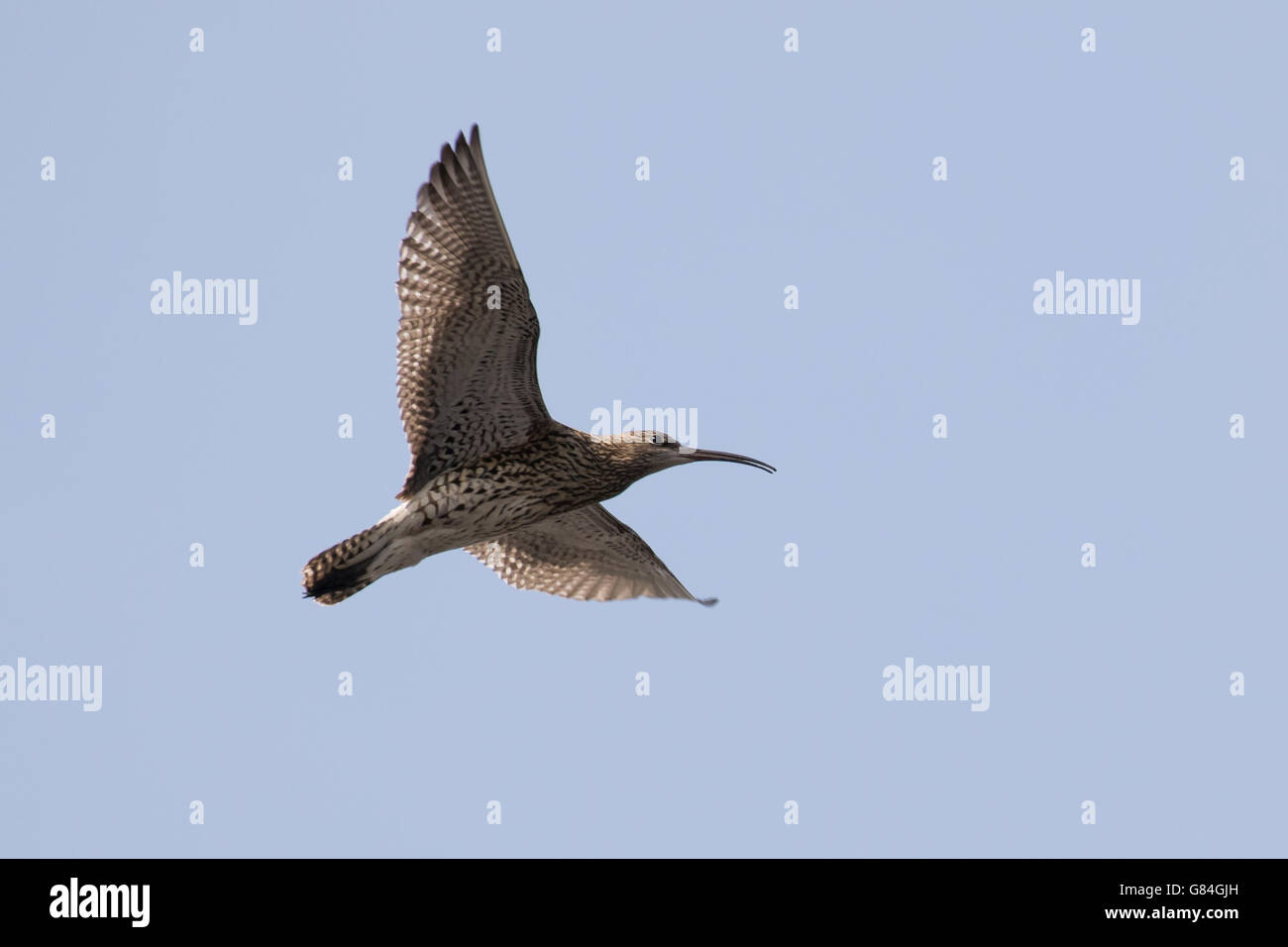 Eurasische Brachvogel (Numenius Arquata) aufrufen und Anzeigen im Flug. Stockfoto