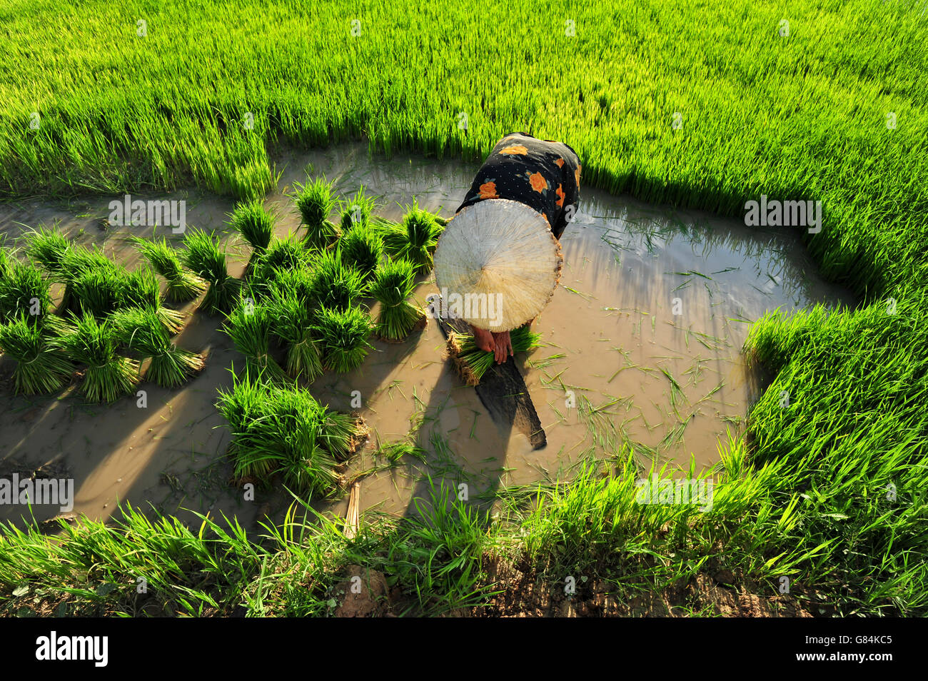 Frau, die Reispflanzen in Reisfeld, Thailand Stockfoto