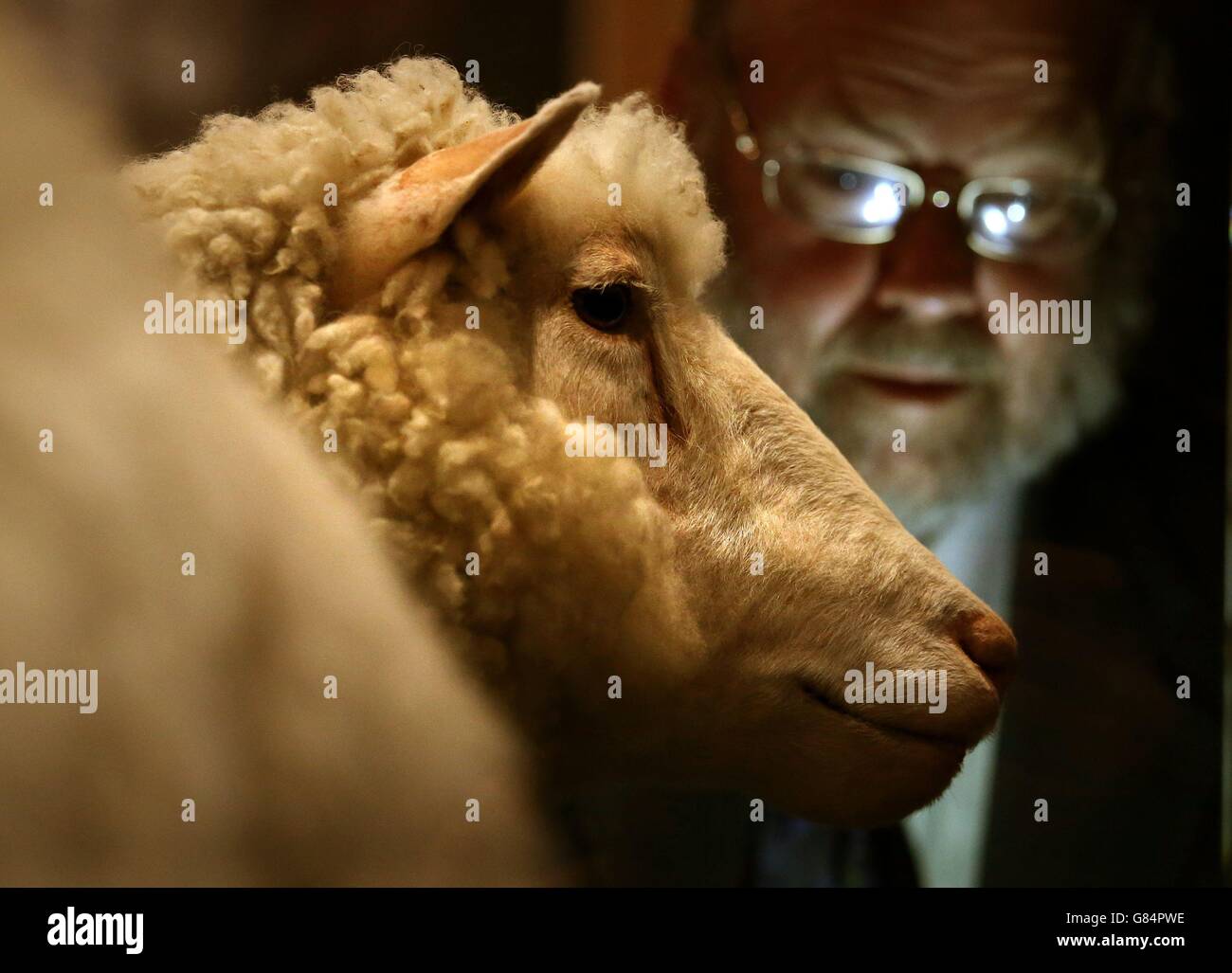 Dolly mit dem britischen Embryologen Professor Sir Ian Wilmut, As the Sheep is to feature in Towards Dolloy, einer Ausstellung, die ein Jahrhundert genetischer Forschung in Edinburgh dokumentiert und in der Hauptbibliothek der Universität Edinburgh ausgestellt werden soll. Stockfoto