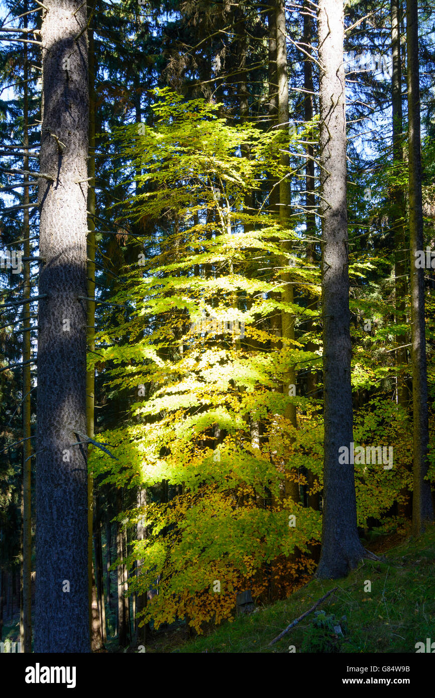 Europäische Buche (Fagus Sylvatica) zwischen Fichte am Magdalensberg, Magdalensberg, Österreich, Kärnten, Carinthia, Stockfoto