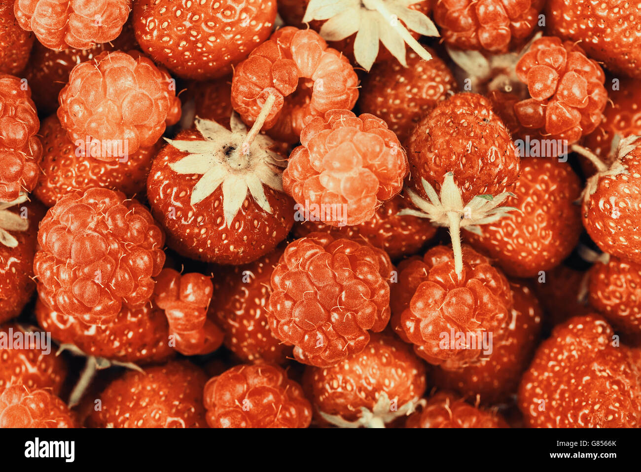 Himbeere und Erdbeere in Haufen Obstmarkt Stockfoto