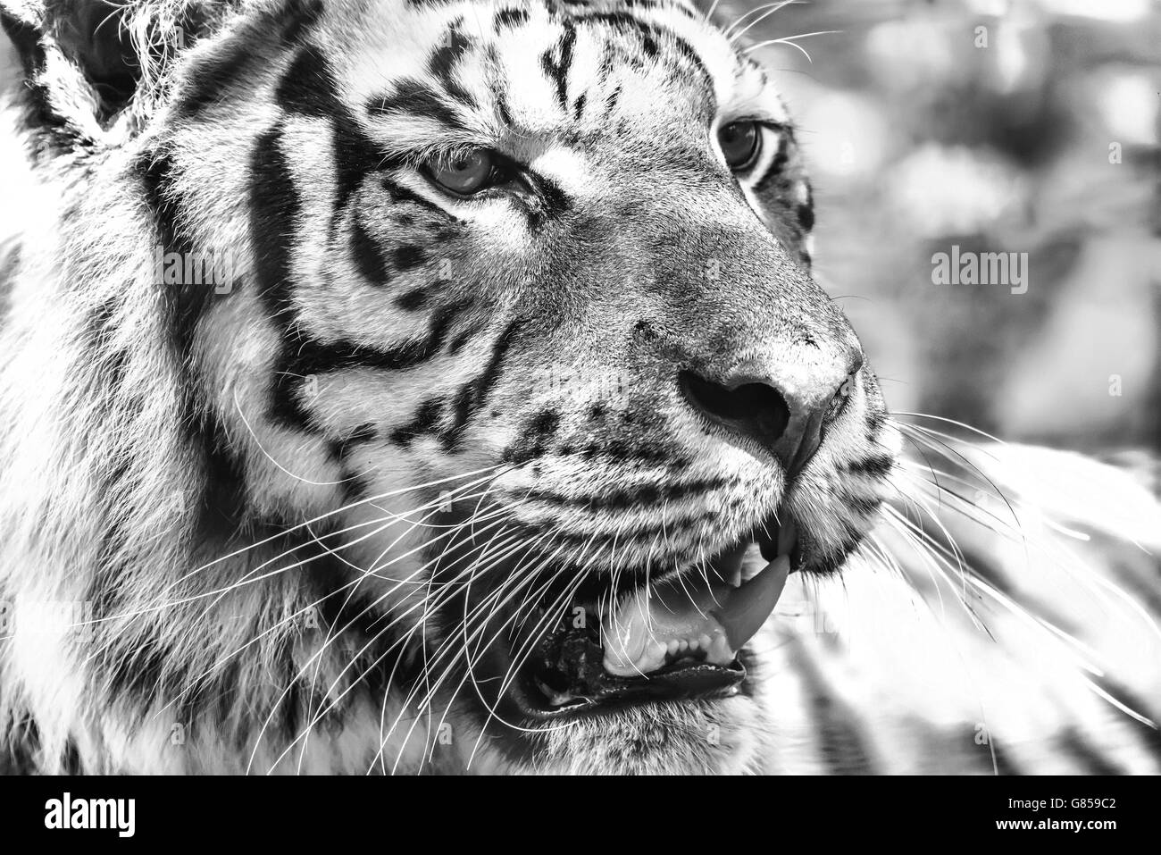 Wilde junge Tiger (Panthera Tigris) Porträt Stockfoto