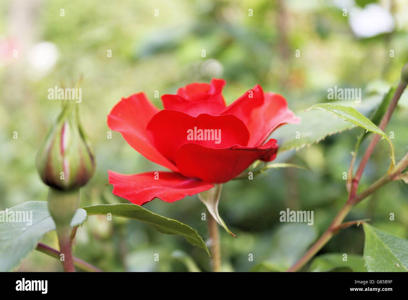 rote rose wächst in einem Garten Stockfoto