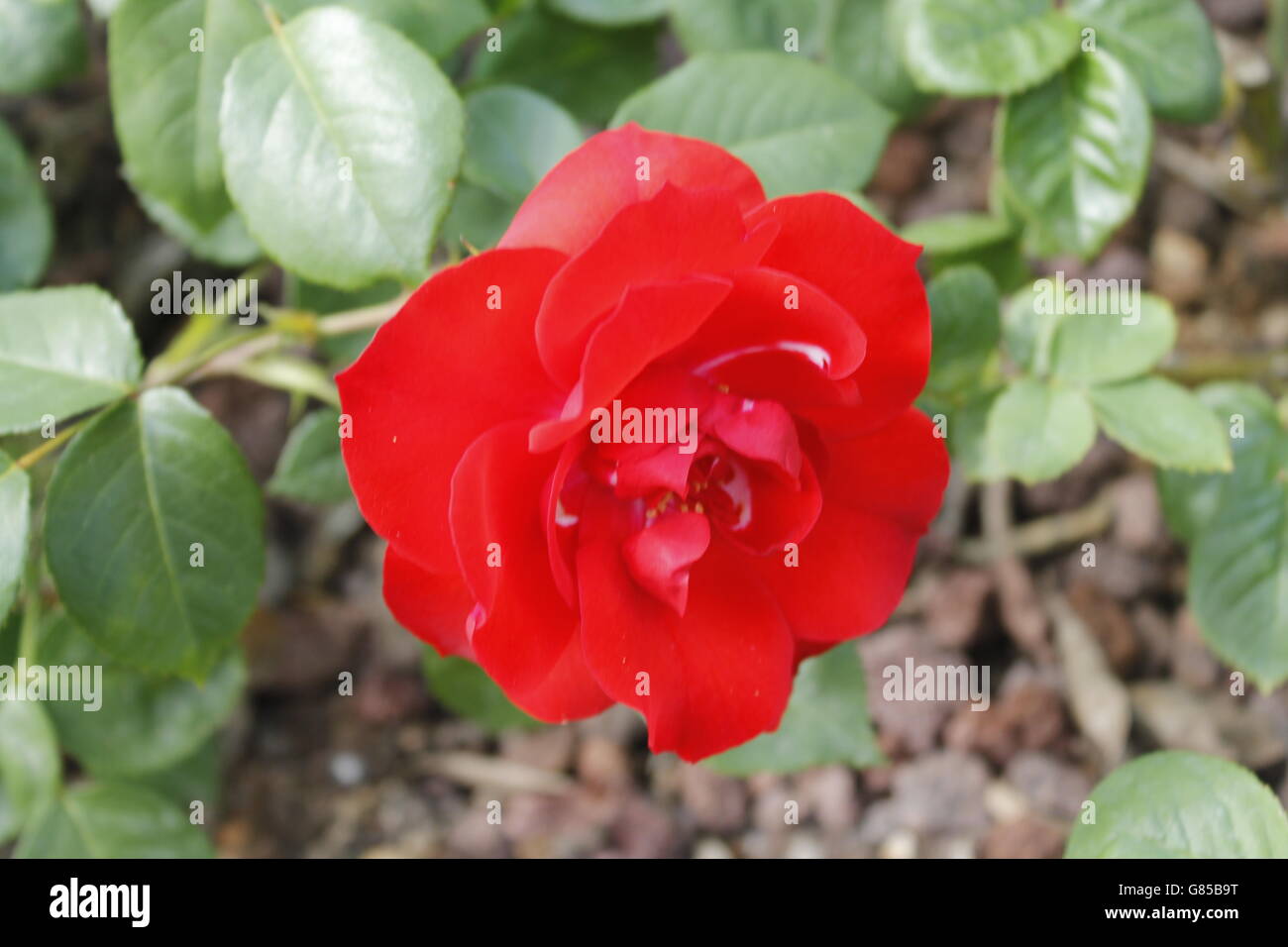 rote rose wächst in einem Garten Stockfoto