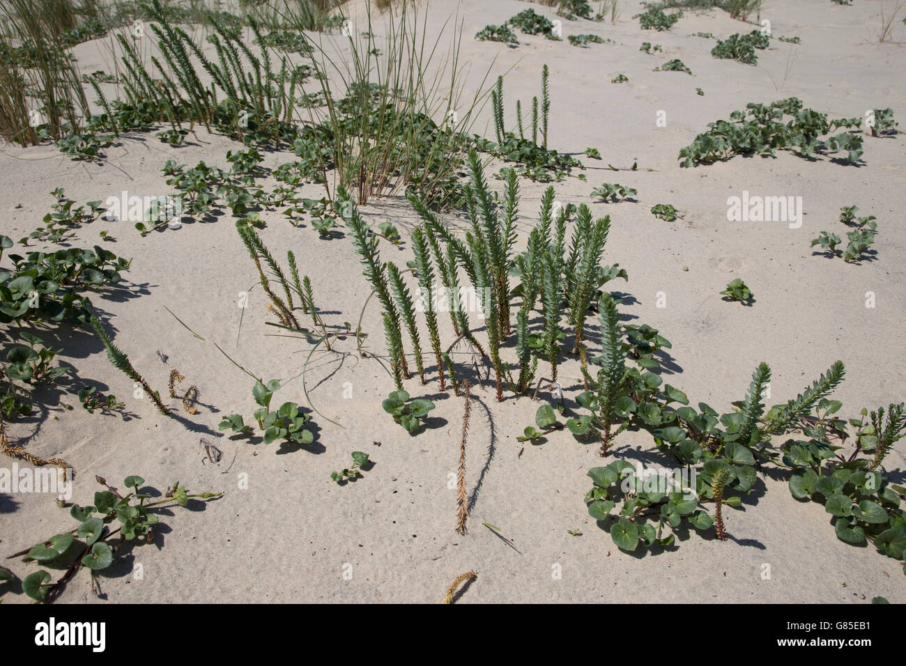 Pflanzen recolonising Sanddünen Düne von Pyla Südfrankreich Stockfoto