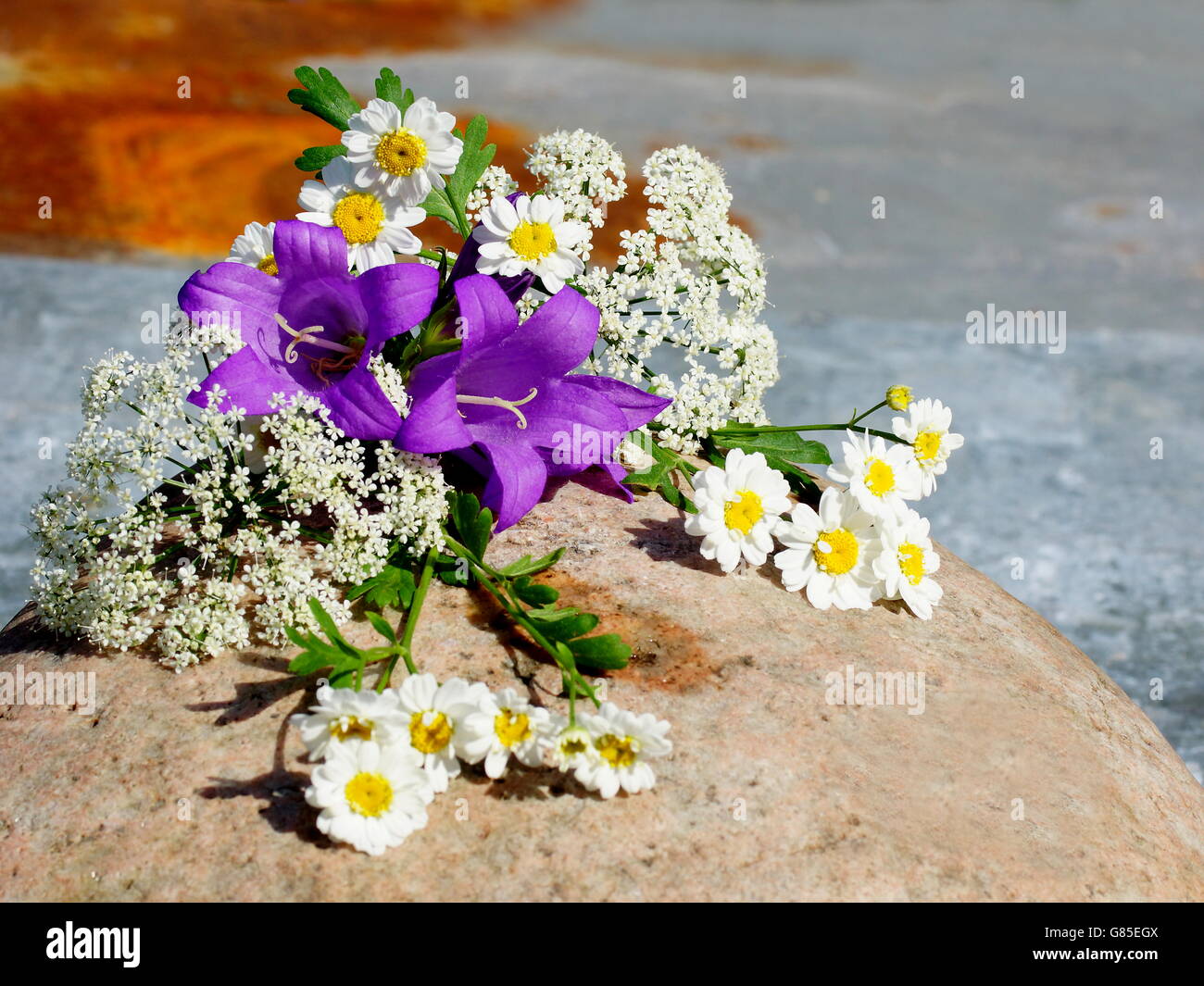 Bouquet von Wiesenblumen Stockfoto