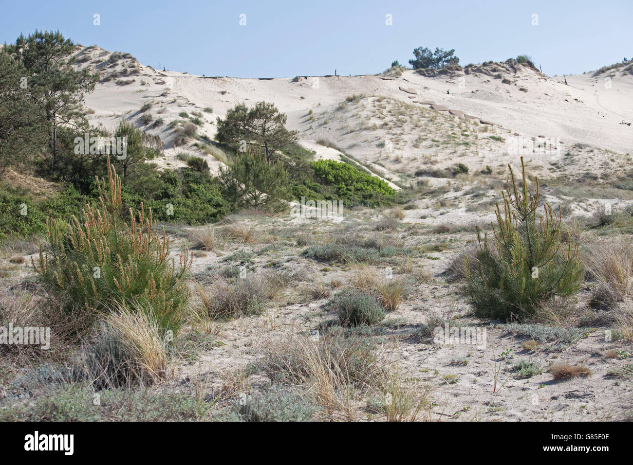 Pinien und Dünengebieten Grass recolonising Sanddünen Düne von Pyla Südfrankreich Stockfoto