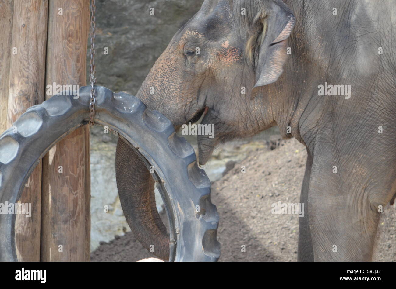 Elefant mit Reifen Spielzeug San Antonio Zoo San Antonio Texas USA Stockfoto