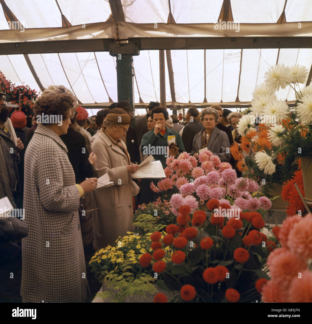 Die Besucher studieren ihre Kataloge und die entsprechenden Blüten im Rahmen des Festzeltes auf der Chelsea Flower Show, die auf dem Gelände des Royal Hospital, Chelsea, London, stattfindet. Stockfoto