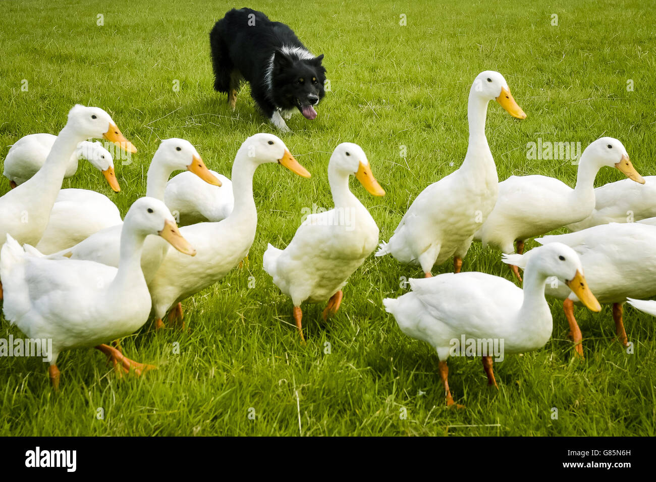 Duck herding Fotos und Bildmaterial in hoher Auflösung Alamy