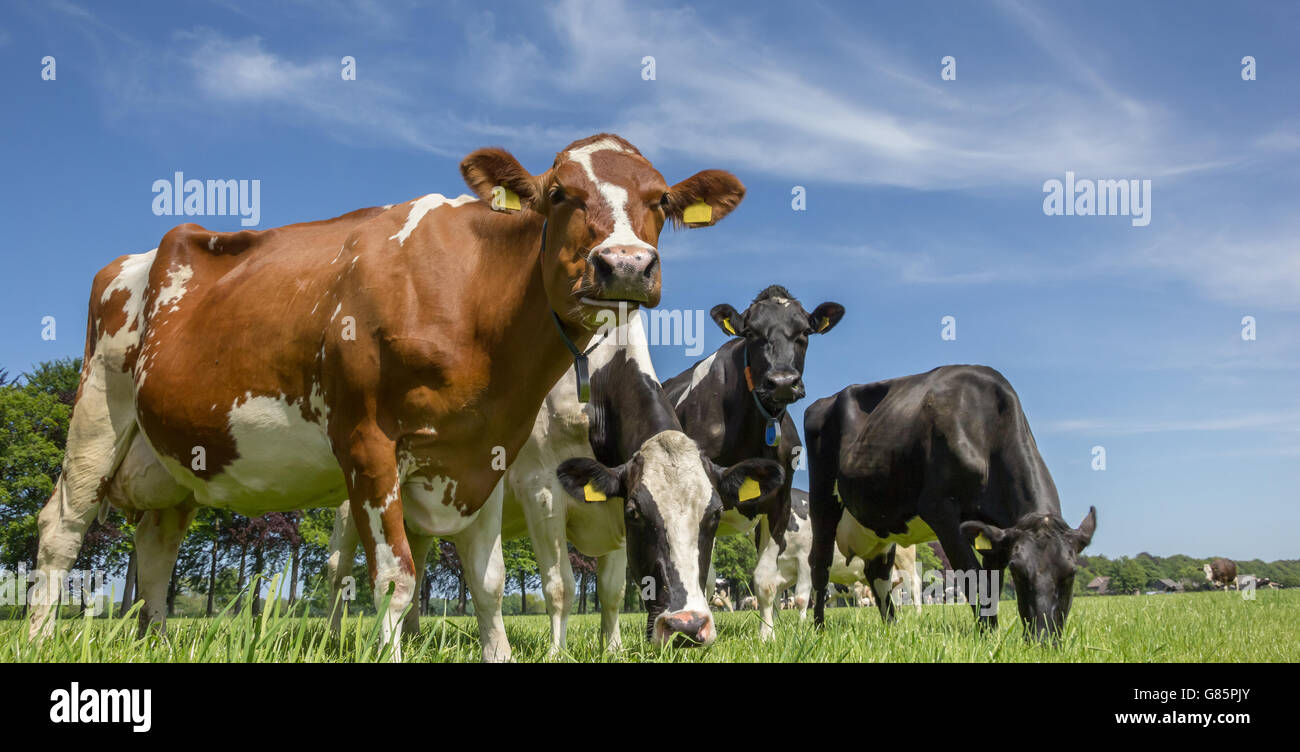 Holländische Landschaft mit Kühen auf einer grünen Wiese Stockfoto