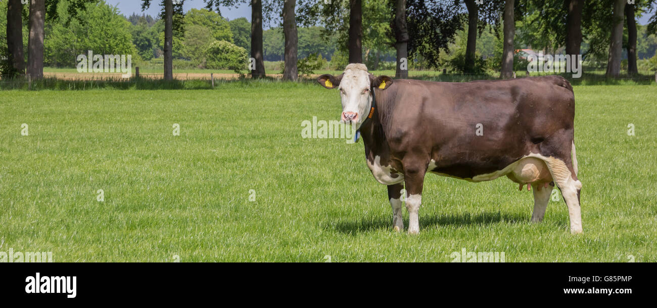 Brown Swiss Kuh in einer holländischen Landschaft in der Nähe von Zutphen Stockfoto