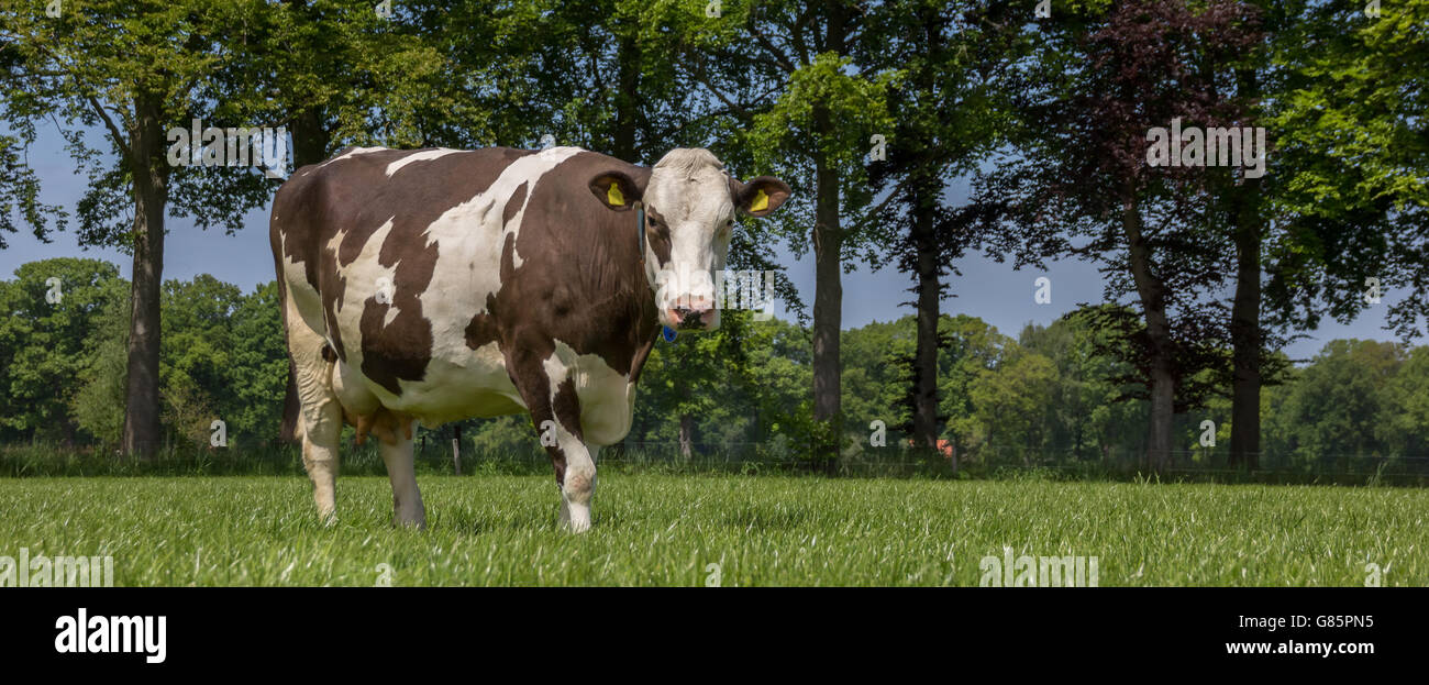 Brown Swiss Kuh in einer holländischen Landschaft in der Nähe von Zutphen Stockfoto