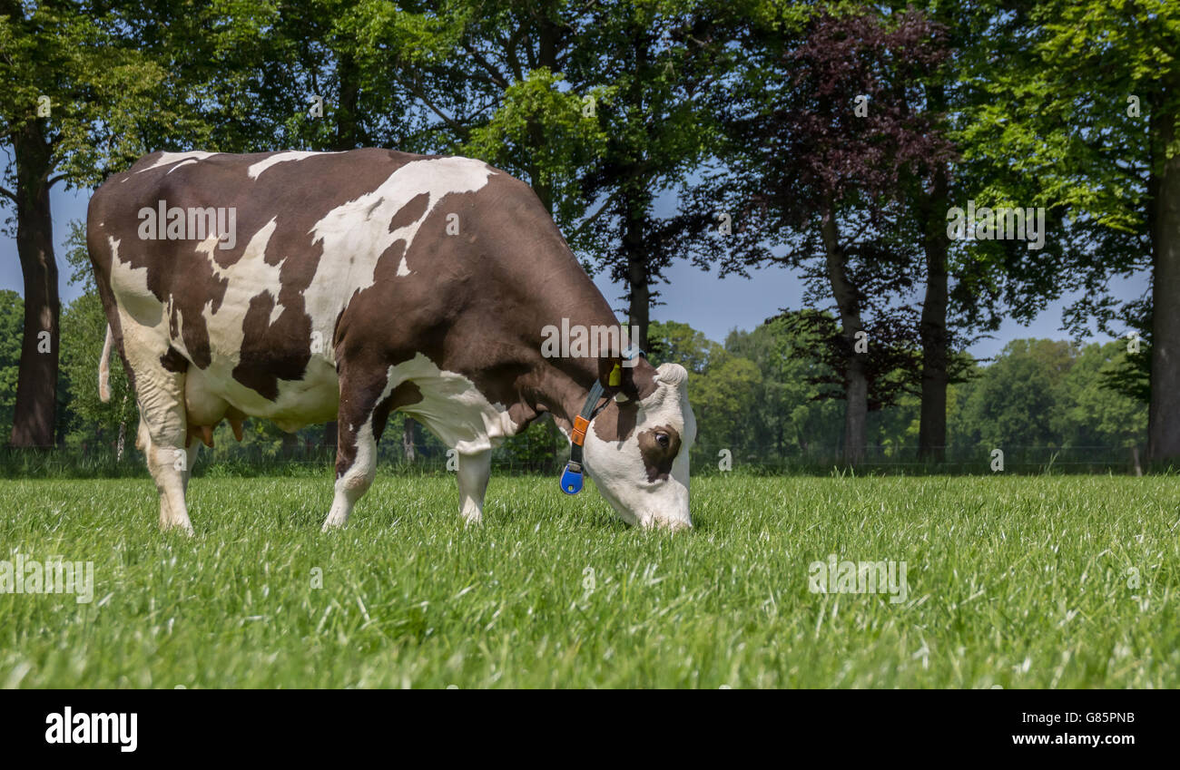 Braune und weiße Kuh grasen auf einer holländischen Landschaft in der Nähe von Zutphen Stockfoto