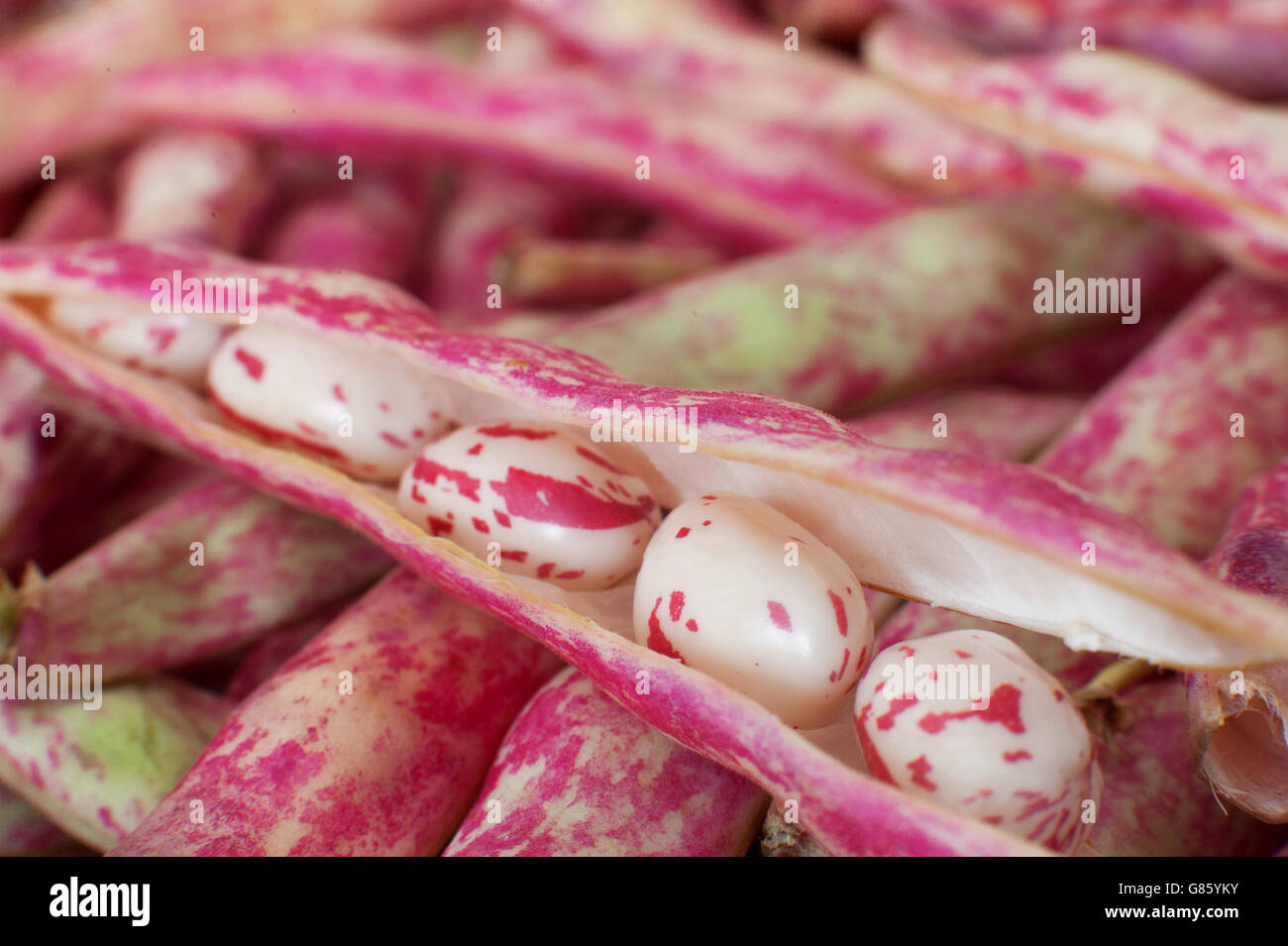 Cranberry Bohne Pod geöffnet mit frischen rohen Samen, Makro und selektiven Fokus Stockfoto