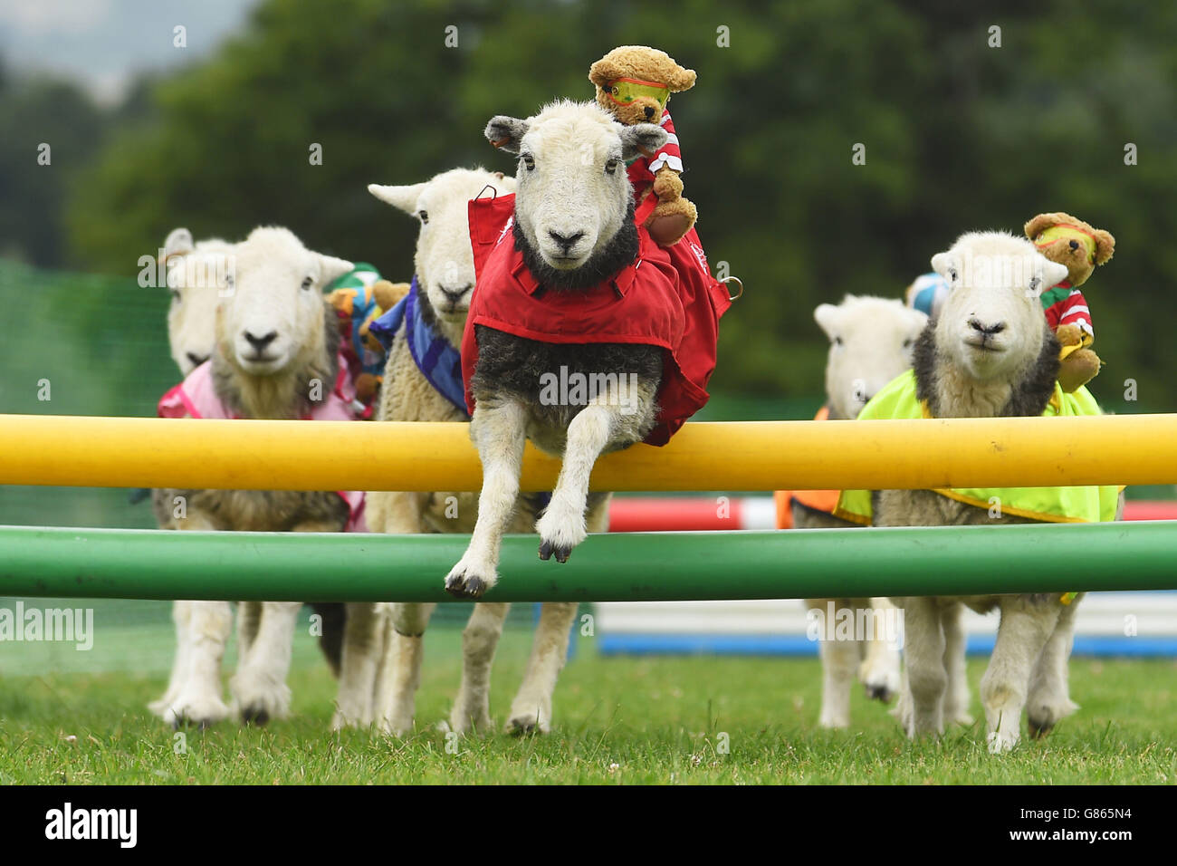 Agility In Der Nhe