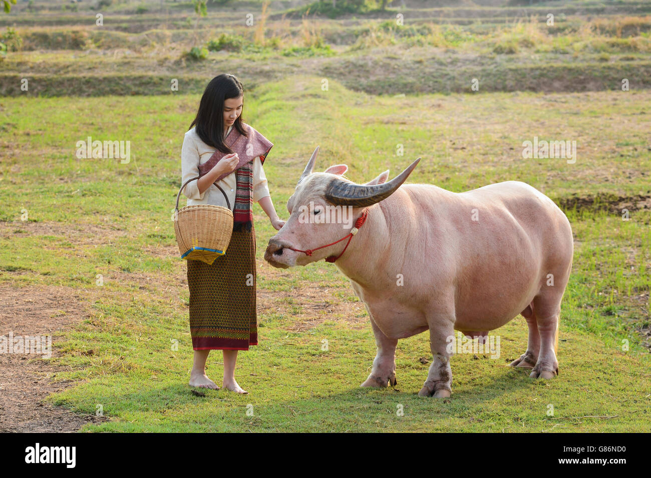 Frau stehend von Buffalo in einem Feld, Thailand Stockfoto