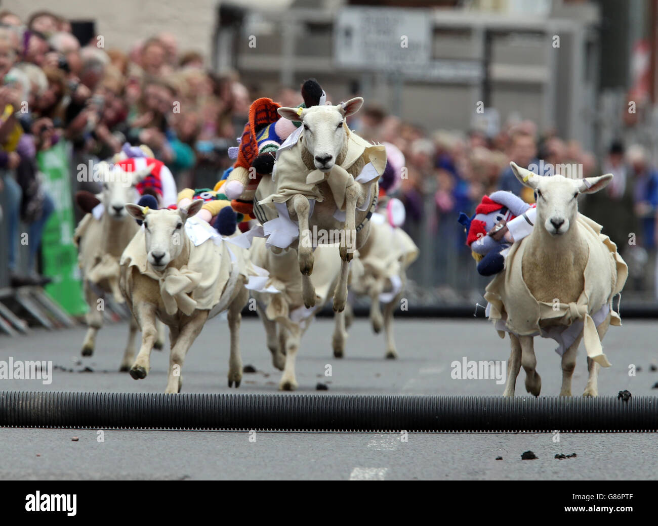 Moffat Schafe Rennen 2015 Stockfoto