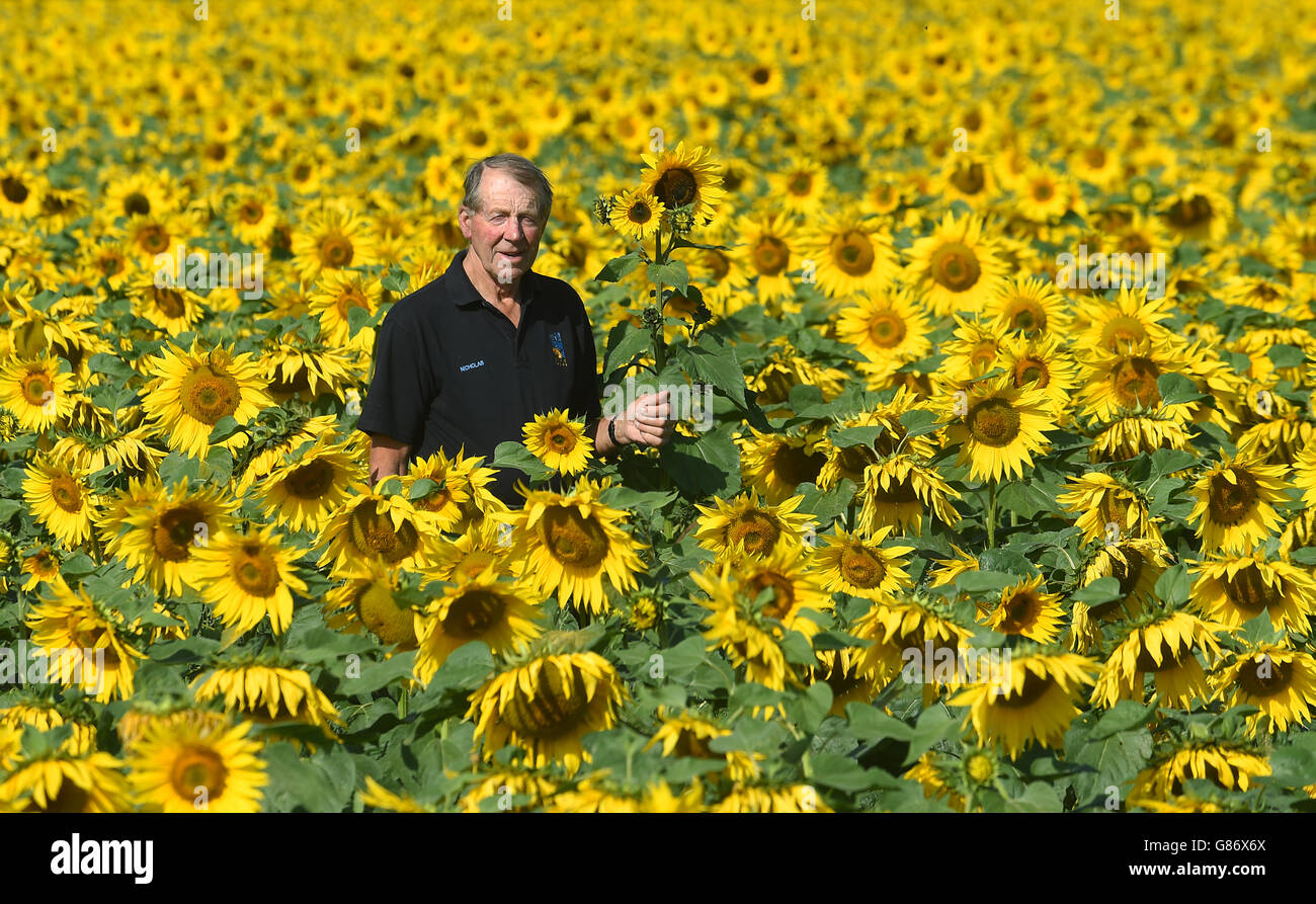 Nichola Watts in einem seiner Sonnenblumenfelder auf der Vine House Farm in Tallington, Lincolnshire. Stockfoto