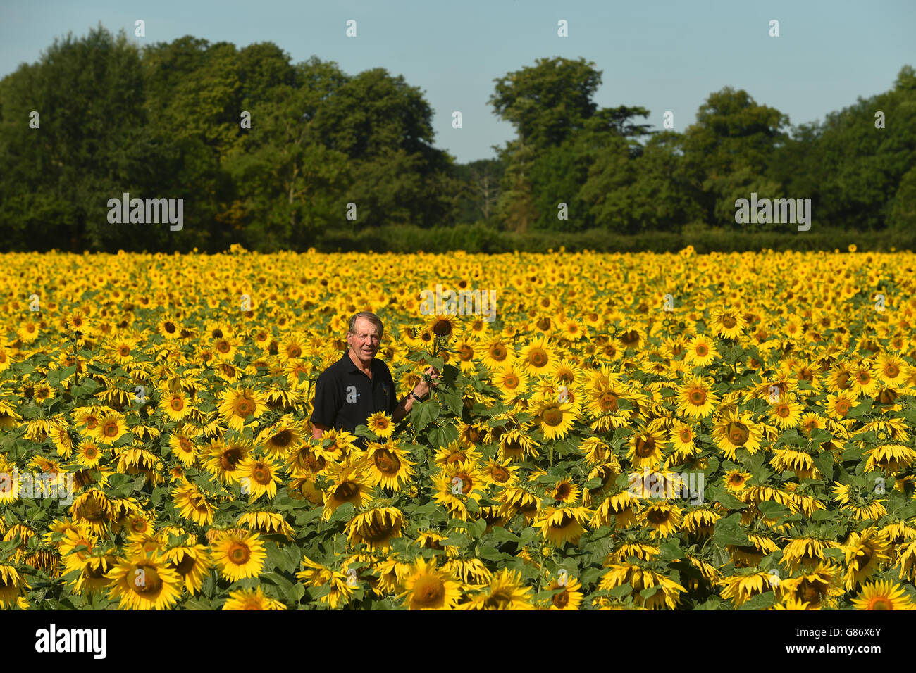 Zuvor unveröffentlichtes Foto vom 12/8/2015 von Nicholas Watts in einem seiner Sonnenblumenfelder auf der Vine House Farm in Tallington, Lincolnshire. Stockfoto