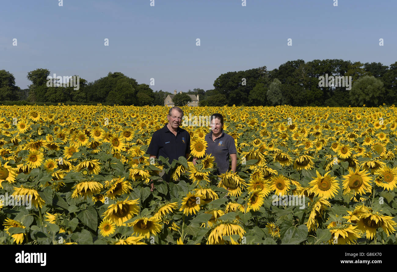Nichola Watts (links) und seine Tochter Lucy in einem ihrer Sonnenblumenfelder auf der Vine House Farm in Tallington, Lincolnshire. 12/8/2015 Stockfoto