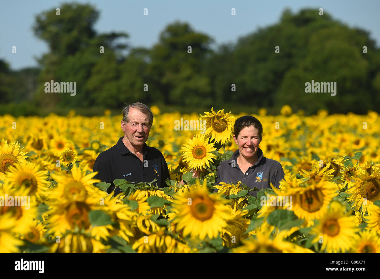 Sonnenblumen am Weinstock Haus Bauernhof Stockfoto