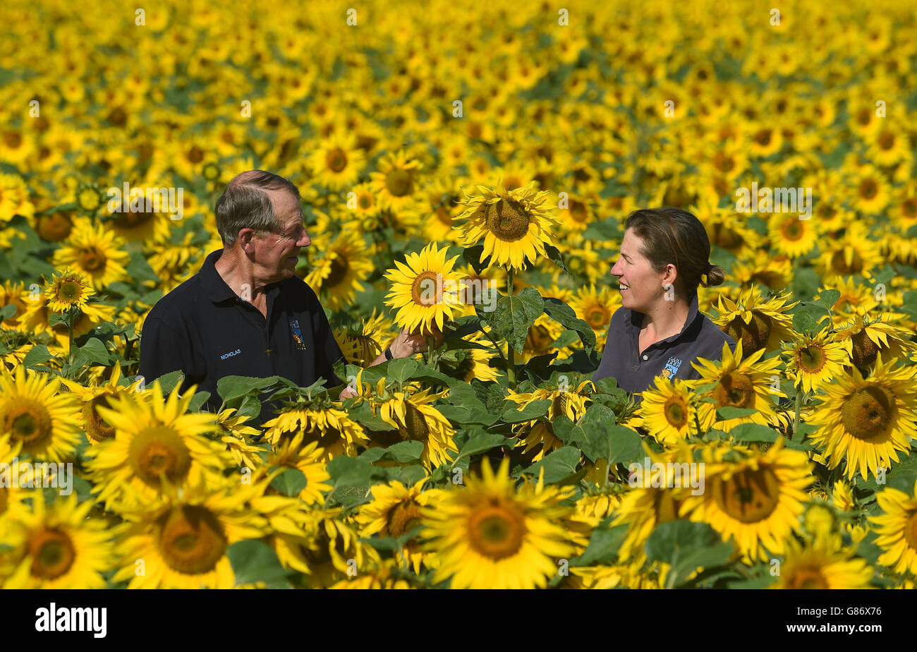 Nichola Watts und seine Tochter Lucy in einem ihrer Sonnenblumenfelder auf der Vine House Farm in Tallington, Lincolnshire. 12/8/2015 Stockfoto