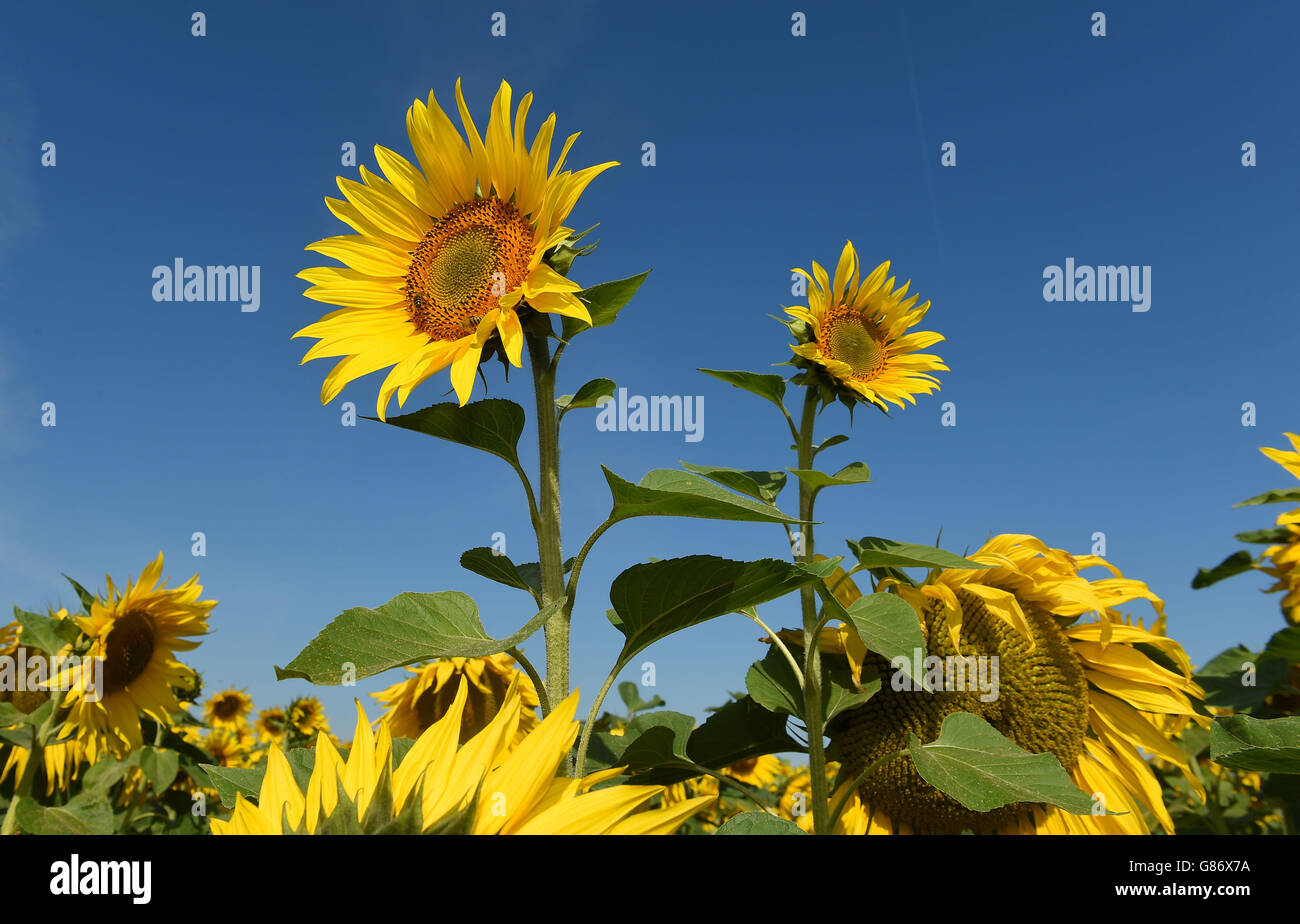 12/8/2015 Sonnenblumen bei Vine House Farm in Tallington, Lincolnshire. Stockfoto