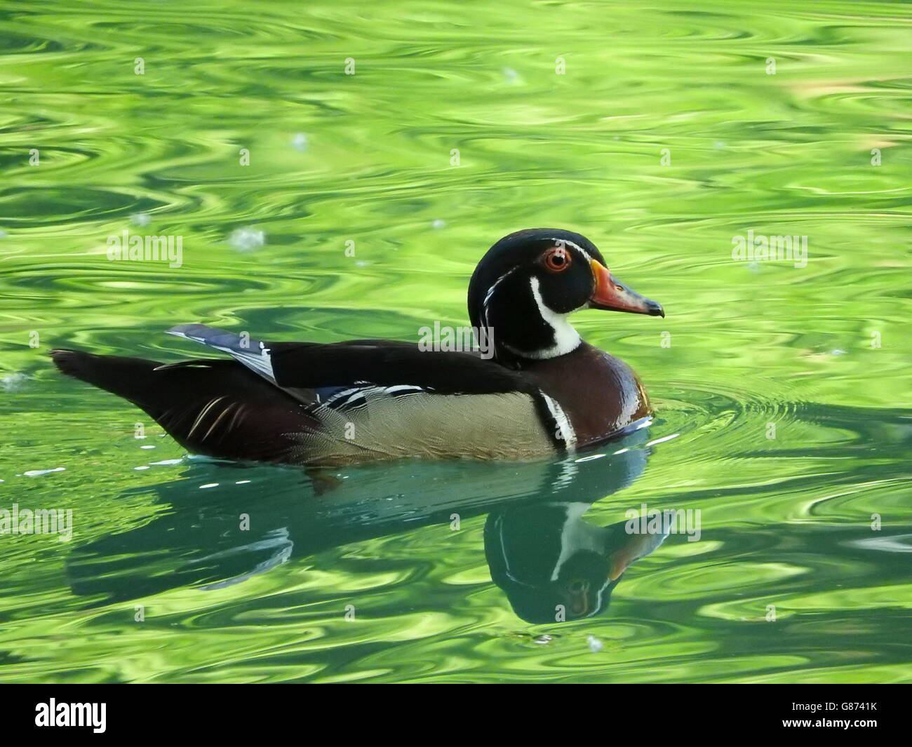Ein Holz-Ente oder Carolina Ente (Aix Sponsa) schwimmt in einem See, und sein Bild spiegelt sich im Wasser. Stockfoto