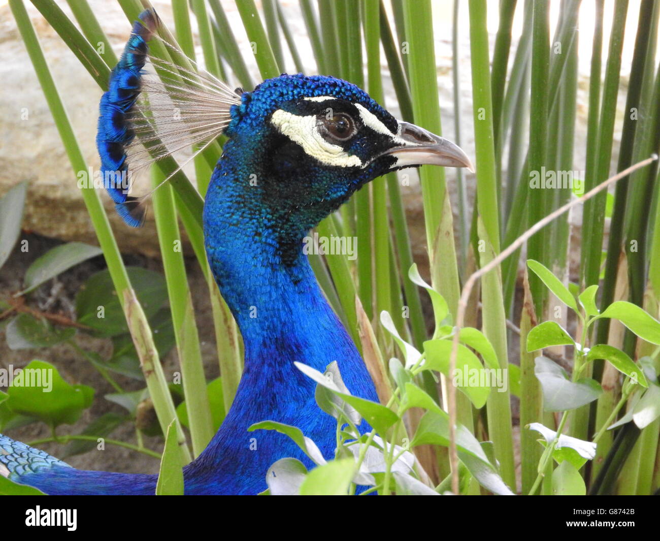 Eine indische Pfau (Pavo Cristatus) Kopf und Hals sind im Profil sichtbar. Stockfoto