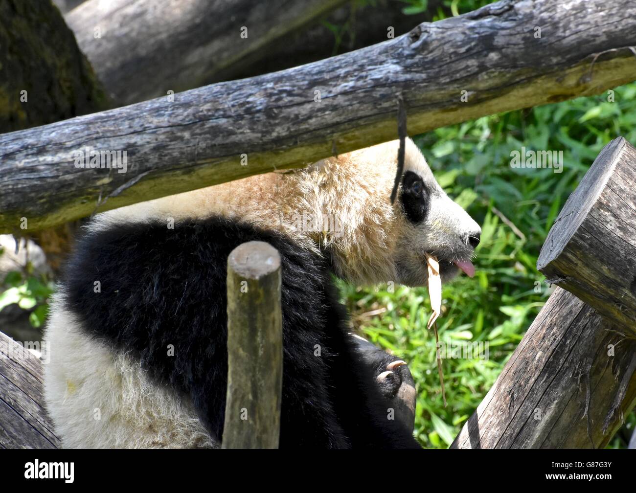 Ein Riesen-Panda spielen im Wald Stockfoto