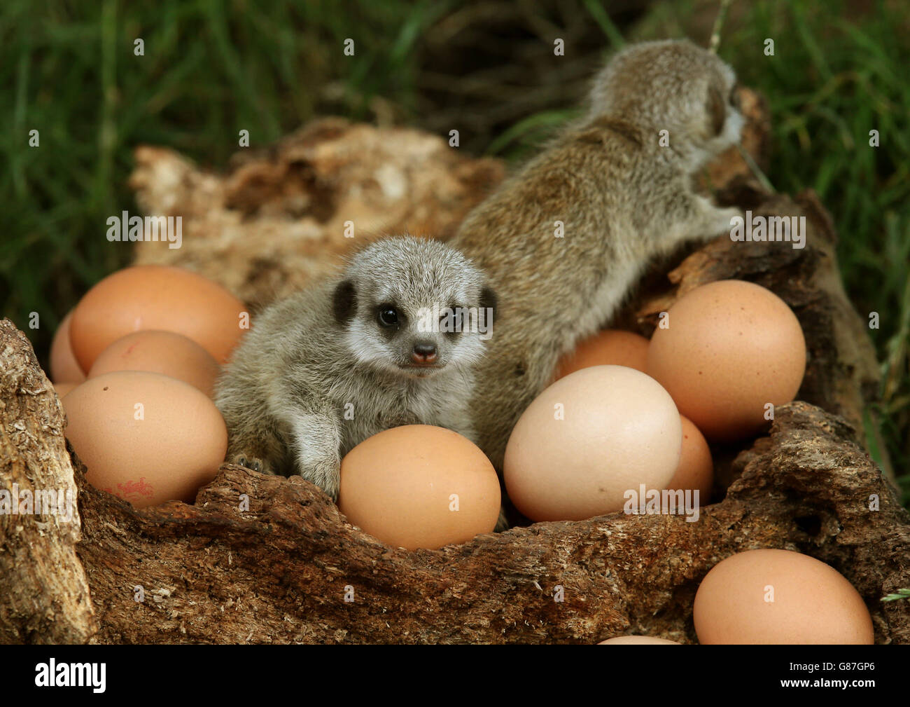 Vier Wochen alte Erdmännchen Marty und Pellow, nachdem sie ihren ersten Auftritt aus ihren unterirdischen Höhlen im Blair Drummond Safari Park hatten. Stockfoto