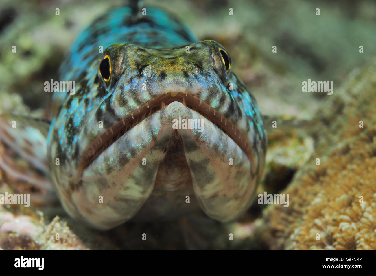 Eidechsenfisch Stockfoto