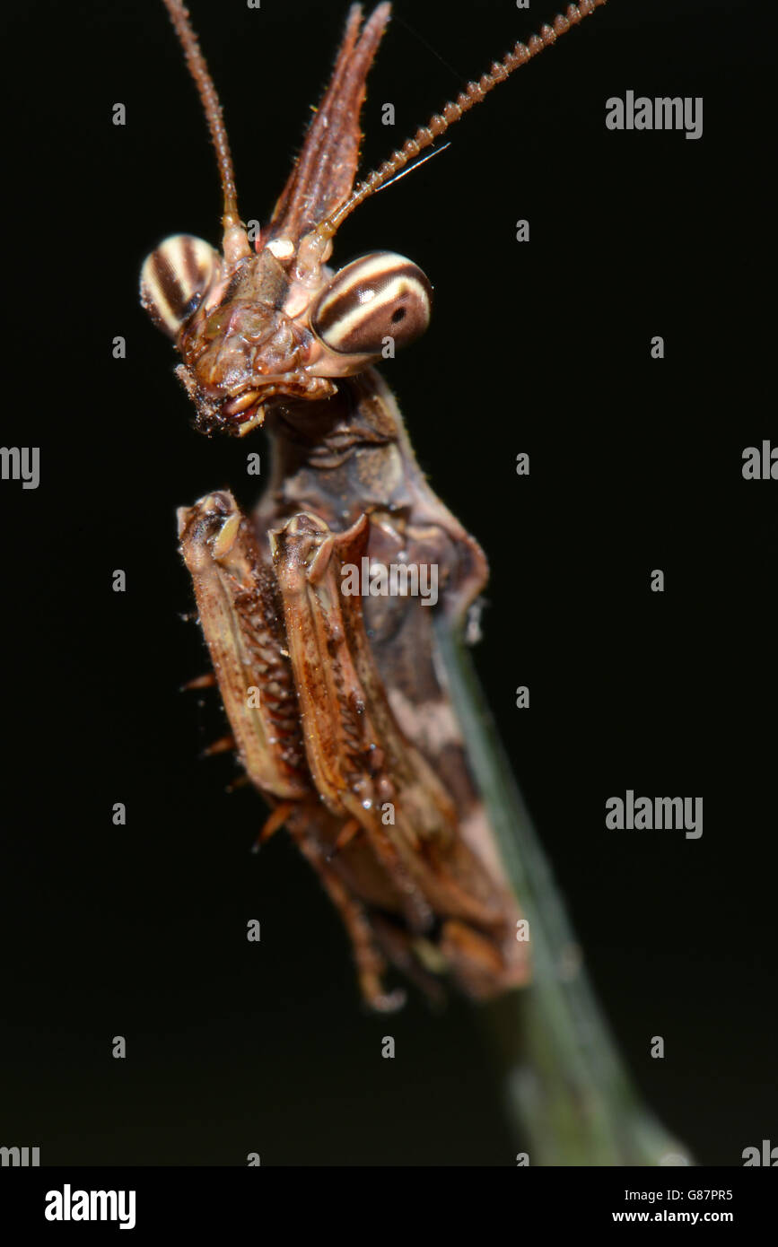 Mantis, der fotogensten Insekt aller Zeiten zu beten Stockfoto