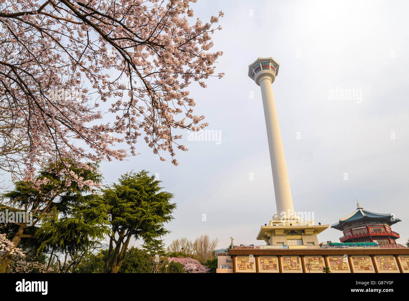 Busan Tower mit Kirschblüten, Busan, Südkorea Stockfoto