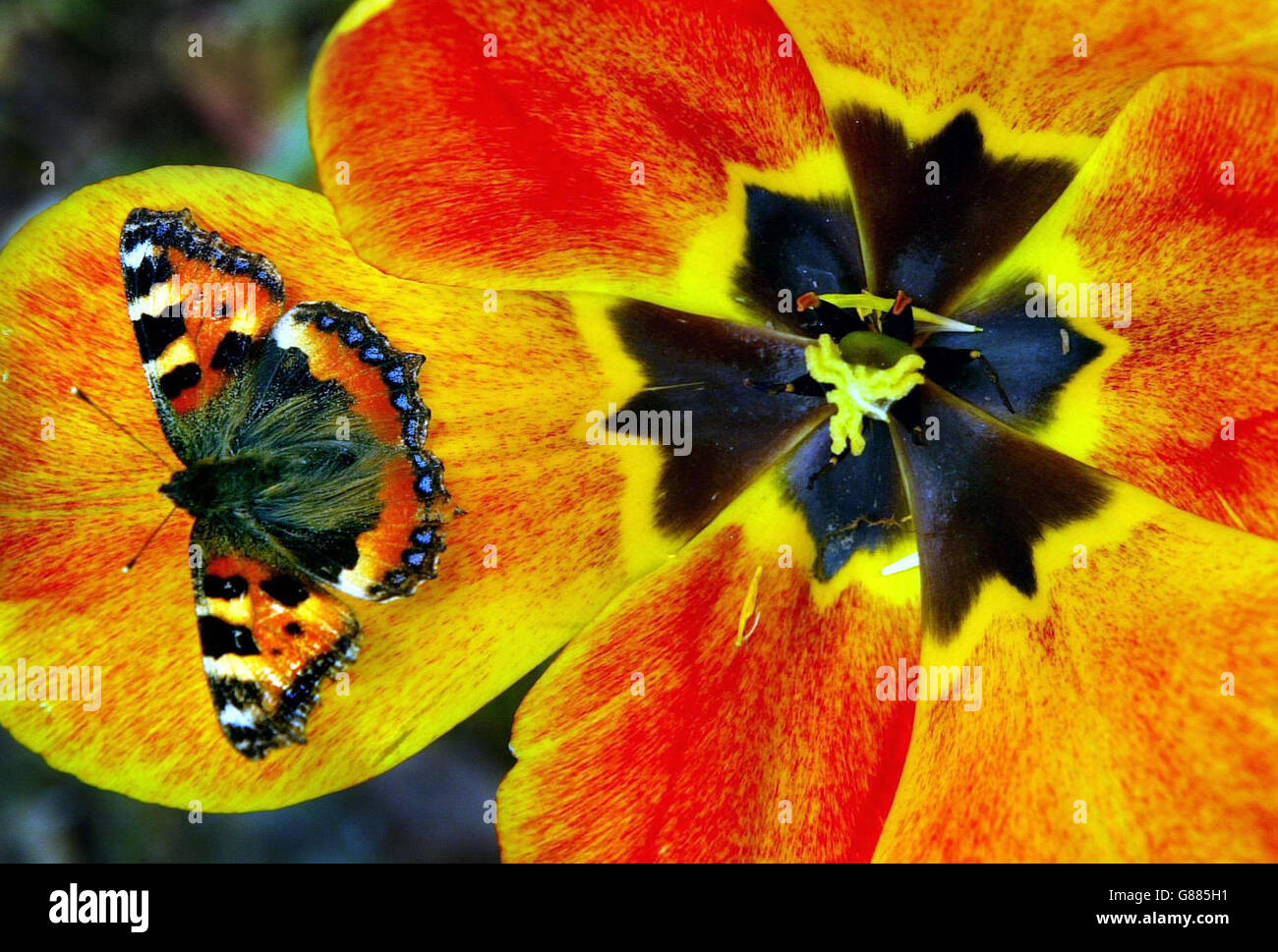 Ein Rotadmiral-Schmetterling sonnt sich in der Sonne, während er sich auf einer Tulpe in Peebleshire ausruht, während das gute Wetter in Schottland weitergeht. Stockfoto
