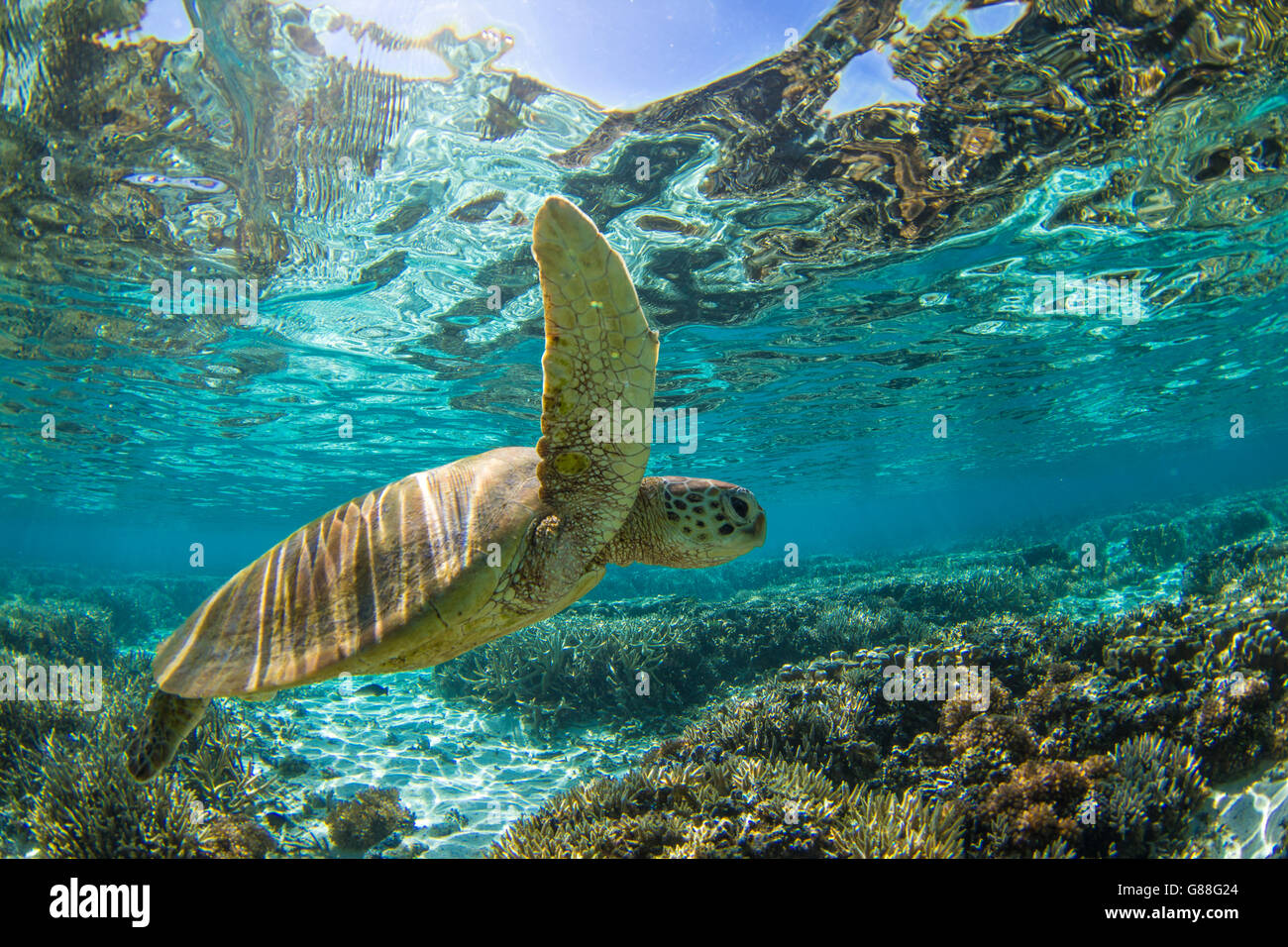 Nahaufnahme einer Schildkröte Schwimmen unter Wasser, Great Barrier Reef, Queensland, Australien Stockfoto
