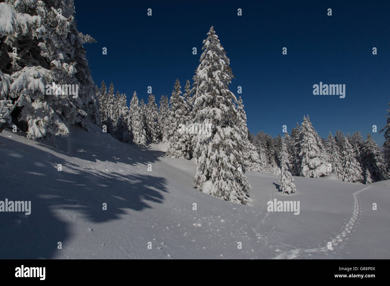 Spuren im Schnee im Winterlandschaft mit Bäumen und tiefblauen Himmel Stockfoto