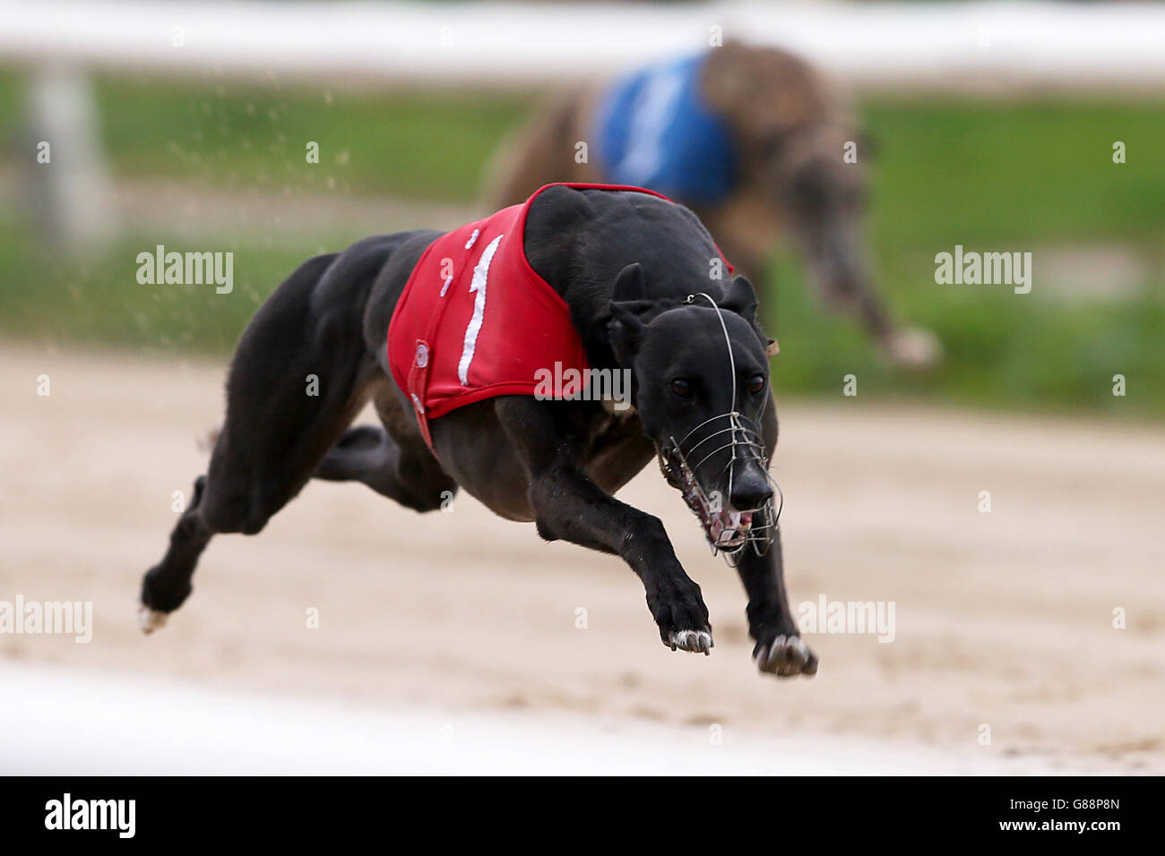 Greyhound Racing - Newcastle Greyhound Stadium Stockfoto