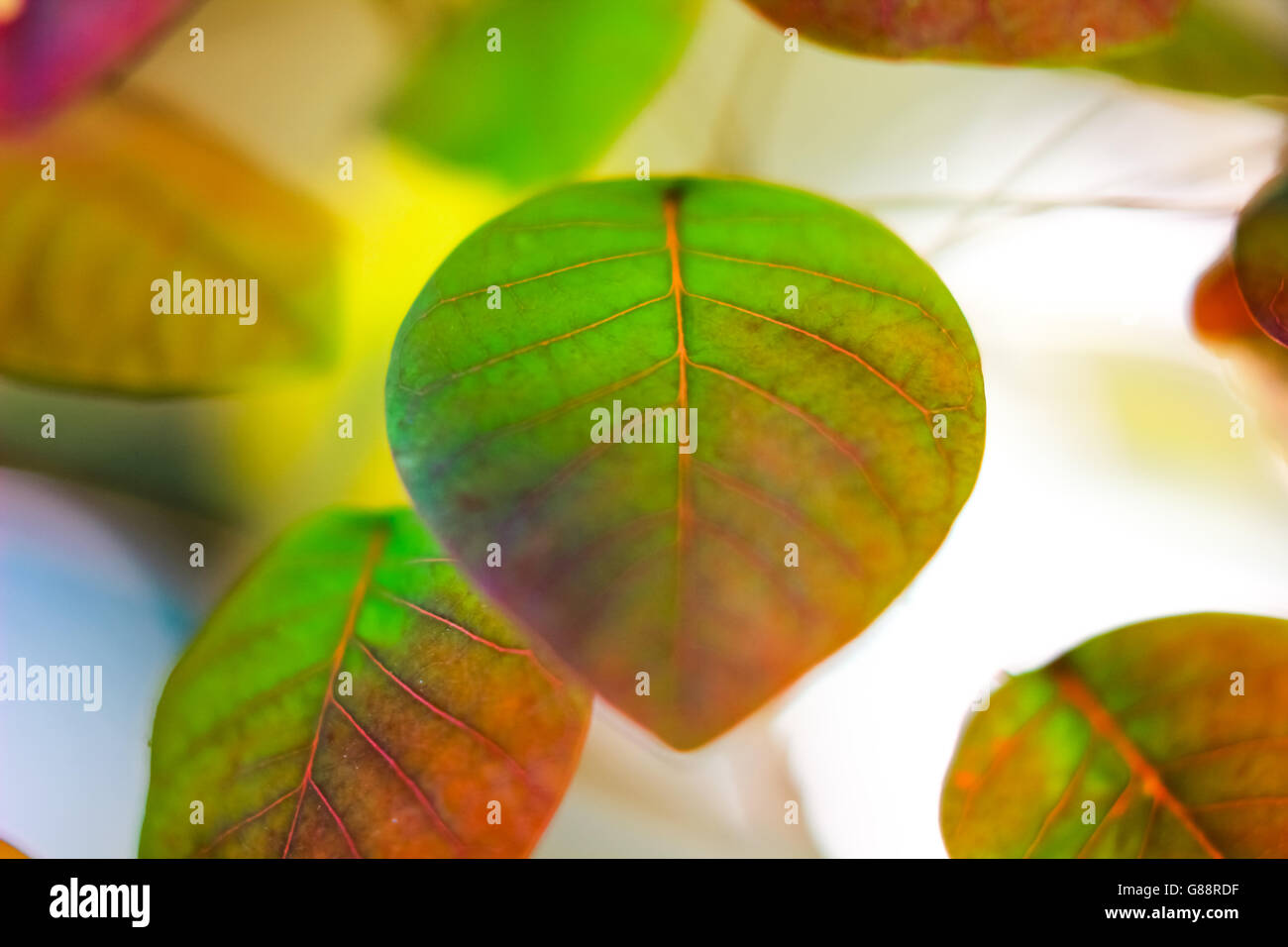 Frische grüne Frühling lässt mit durchscheinenden Licht, das durch die Blätter Stockfoto