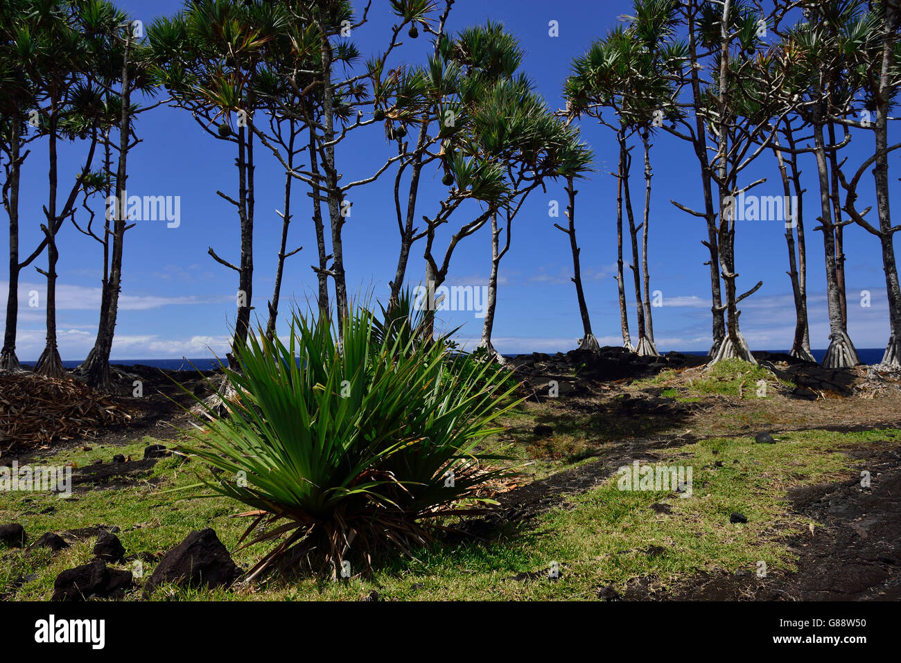 Picknick-Platz am Point De La Table, La Reunion, Frankreich Stockfoto