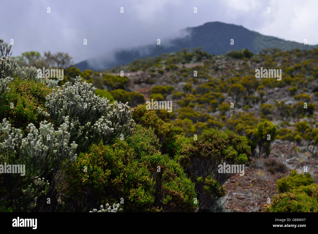 Route du Volcan, Piton De La Fournaise, La Reunion, Frankreich Stockfoto