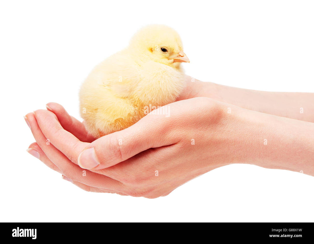 Nahaufnahme von weiblichen Händen mit kleinen gelben Huhn isoliert auf weißem Hintergrund Stockfoto