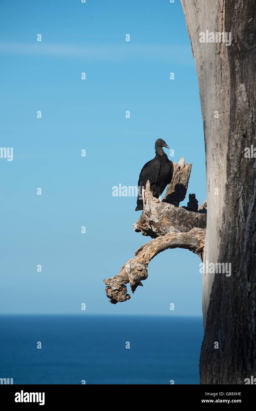 Mönchsgeier auf Zweig der Toten Baum, Costa Rica Stockfoto