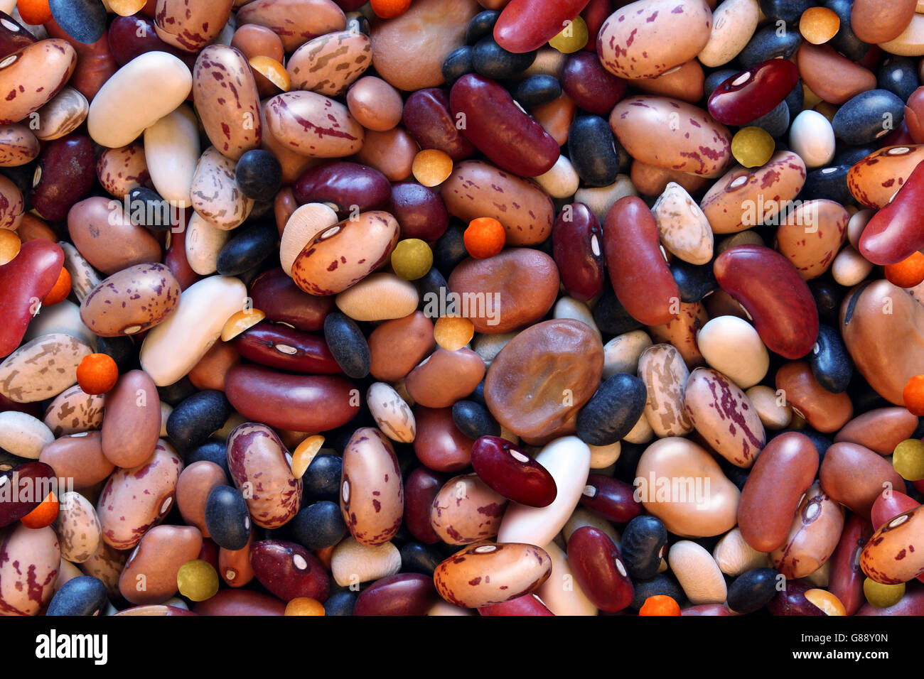 Bohnen und Linsen Hülsenfrüchte Hintergrund als eine Gruppe von sortierten Fava rote schwarze Sojabohnen als gesunde Ernährung ballaststoffreiche Lebensmittel Konzept als eine gesunde Naturkost Kochzutat. Stockfoto