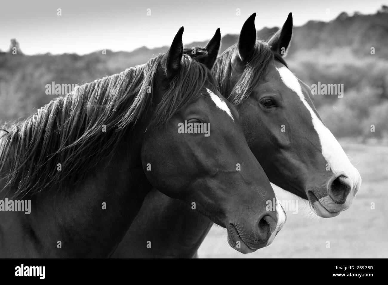 Pferde auf einer Wiese, Dordogne, Frankreich. Stockfoto