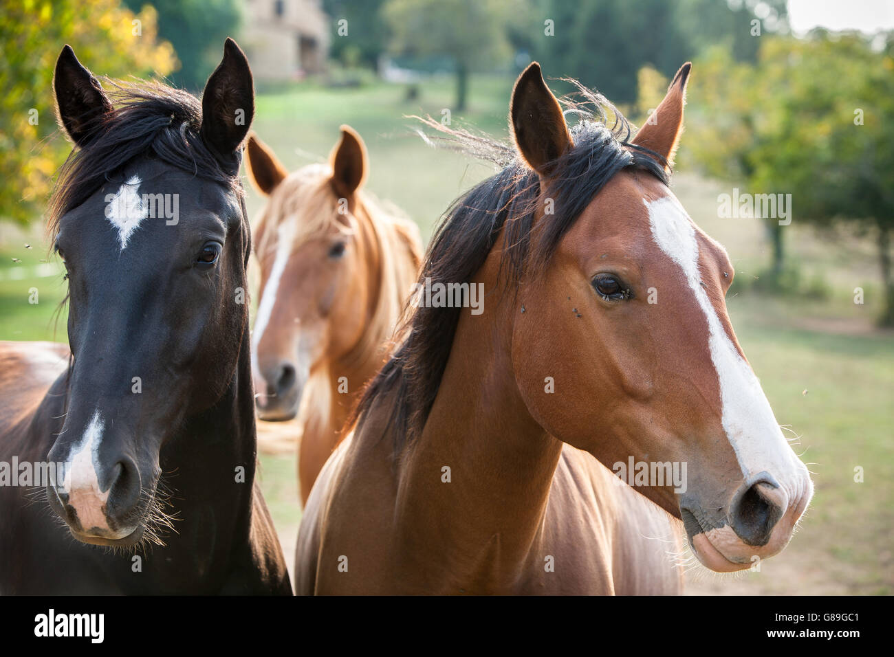 Pferde auf einer Wiese, Dordogne, Frankreich. Stockfoto