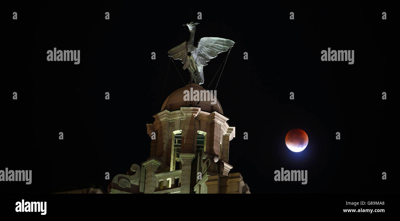 Ein blutroter "Supermond" am Himmel über dem Liver Building, Liverpool, der aus einer Mondfinsternis mit dem Mond nahe an seinem nächsten Punkt zur Erde entstand. Stockfoto