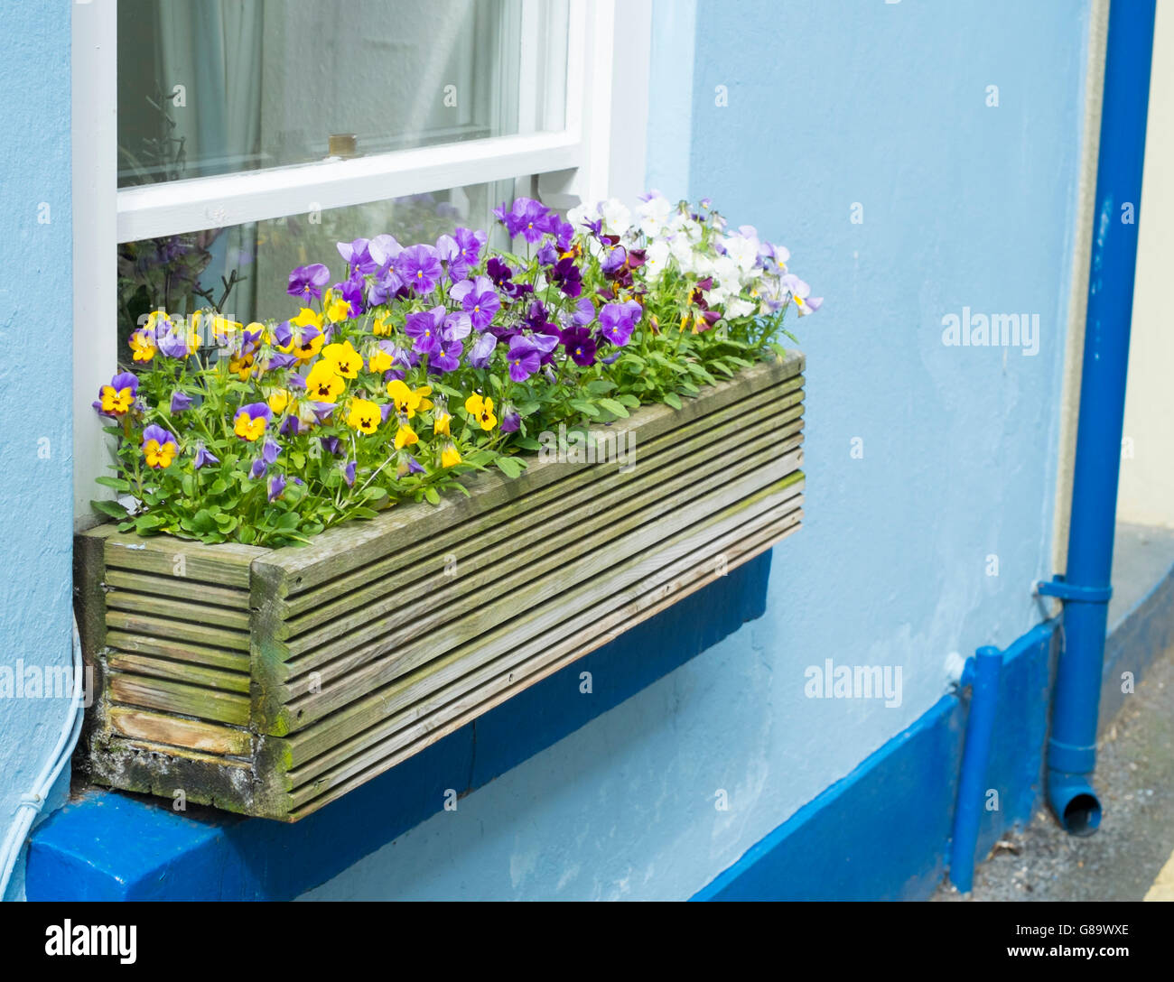 Appledore, ein Küstenort in North Devon England UK Cottage-Fenster-box Stockfoto